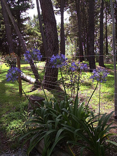 carilo casa plantas